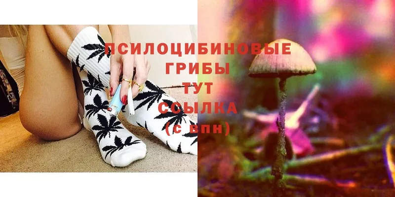 Псилоцибиновые грибы Psilocybe  Алупка 